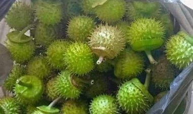 Manfaat dan Mudarat Tanaman Kecubung